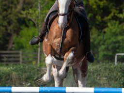 IMG_0681_web